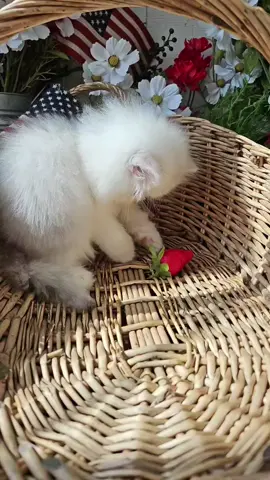 He's just killing time until his new family finds him. #🏡 Make him yours by visiting Persiankittens.com  #❤️ #💘  #CatLovers #CatLife #KittyLove #Meow #CatsOfTheDay #CatsofIG #FurryFriends #Purrfect #Catsagram #fyp  #CatsofInsta #KittenLove #CatAddict #CatsRule #Pawsome #KittyGram #CatsWorld #CatMom #TabbyCat #Petstagram #FelineFriends #CatFeatures #DailyCat #CuddleCat #CatObsessed