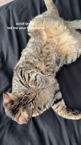 I’m Monte🐈 #catsoftiktok #fyp 