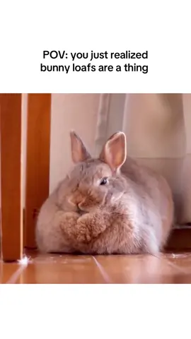 So soft and squishy! Bunny rabbit loaf #bunnyloaf #rabbitloaf #usagi 