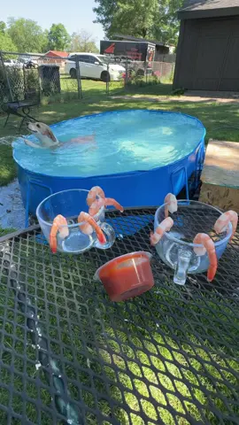 Poolside snacks ❤️🥰❤️  Sausage and Sam are now Amazon storefront influencers 😂😂  🌊🌊You can find the affiliate link from their pool on their Amazon storefront, linked in our bio 🌊 the pups will earn commissions now                                          It’s about time these freeloaders start paying for their own shrimp cocktail  #dogsoftiktok #dogtok 
