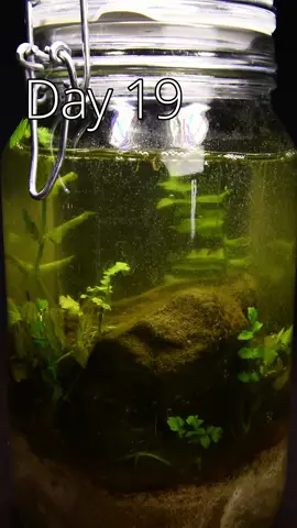 This is how I set up my jar ecosystem #timelapse