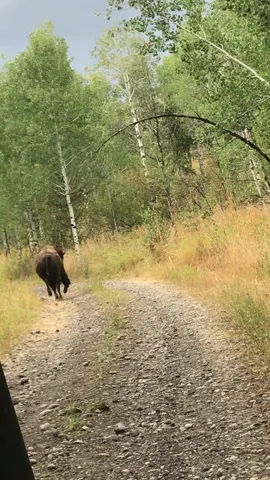 I was trying to get em to let me ride him, but he was $10k if he got hurt, so we just filmed!#rockymountainelklodge