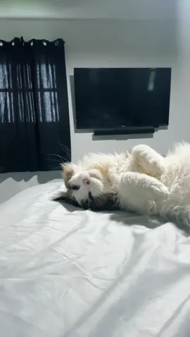 Jumping on this trend….Meet Cowboy, he’s gunna be 9 this year!!!! #fyp #catdaddy #taylorswift #trending #trend #catsoftiktok 