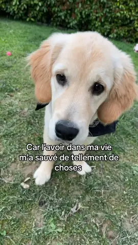My love 🙏🏼🤍 #pourtoi #fyp #pourtoii #viral #foryou #Love #amour #goldenretriever #goldenretrieverpuppy 