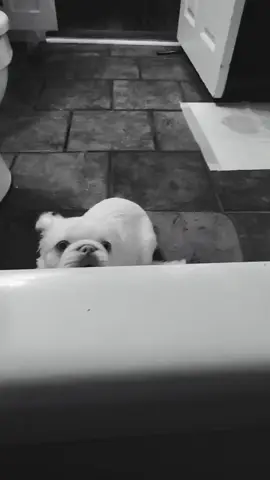 I'd say he's a happy little fella.. #puppy #dogsoftiktok #fyp #pets #animallovers #fypシ #zoomies 