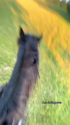 Cantered my 3 year old without a bridal for the first time 🥹 Best feeling knowing I have produced him and he’s turning out to be such a honest little pony 🫶#fyp #hearthorse #horsesoftiktok #welshpony #bridalessriding #equestrian 