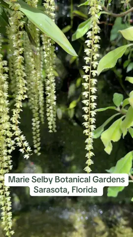 The Marie Selby Botanical Gardens in Sarasota is a great way to spend the day. It’s great for all ages and there’s even a little park in the middle for kids! #sarasotaflorida 