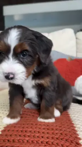 #bernedoodle #bernedoodles #berne #BernedoodleLife #MiniBernedoodle #bernedoodlepuppies #bernedoodlepuppy #bernedoodlesoftiktok 