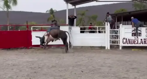 Un torete llamado Arcángel sus dos jugadas con jinete👌🇲🇽👌🇲🇽#rancholacandelaria #geneticafff #federicofigueroa #jaripeo #paratiiiiii #fyyyyppp 
