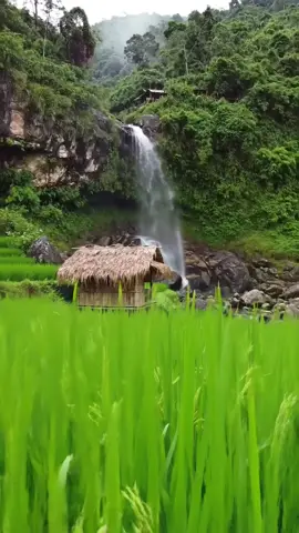 Di lereng sebuah gunung yang hijau dan sejuk, mengalir air terjun alami #cinematic #videonature #airterjun #waterfall #relaksasi 