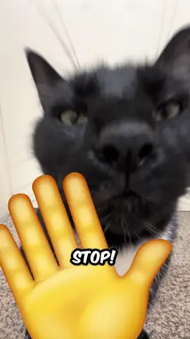 send this to someone who is stinky 👃🤢 #larry #evillarry #chillcatguy #catmemes #cats #sillycats #catvideos #catsoftiktok #sillycat 