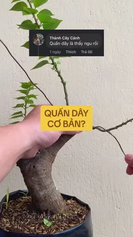 Quấn dây cơ bản? #xuhuong #bonsai #caycanh #hoagiay 