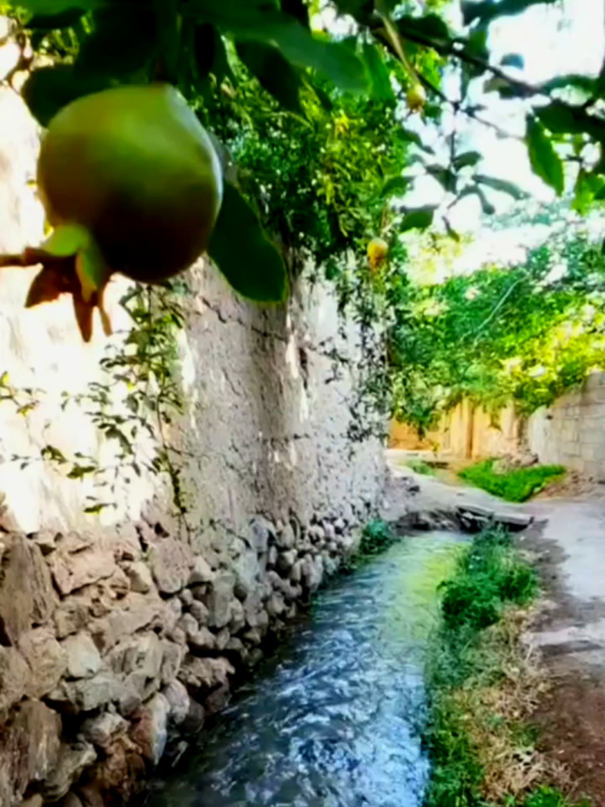 صباح الخير يوم الخميس 🌹🌹🌹