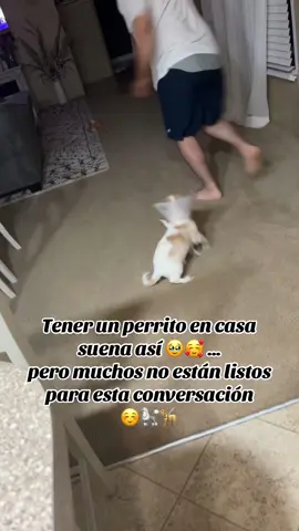 Mi niña hermosa chiple! Me alegra mis días 🥺😍♥️🙌🏻🐩 #fyp #miamigafiel #miniña #miniñahermosa👸💖 #miniñatraviesa🌸 