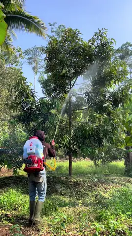 Draff jadwal penyemprotan dilahan blok “C” dikebun kampungdurianmalang🔥 #kampungdurianmalang #kebundurian #perkebunan #pembibitan #petanimuda #durian #musangking #bawor #konten #durianmalang #fypage #malang #pecintadurian #duren 