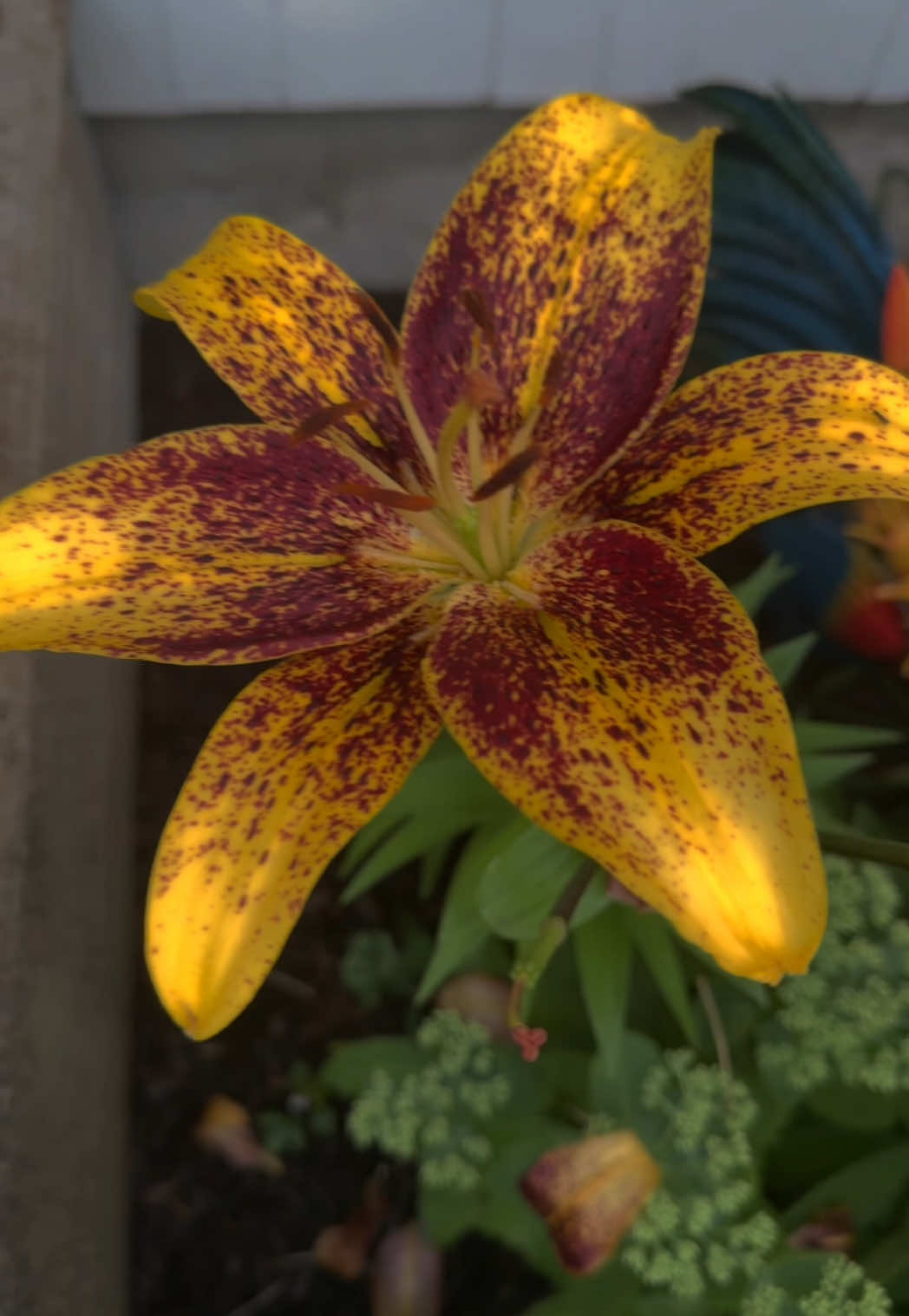 My kids think of this song when they see this flower #rapunzel #disney #lilly 