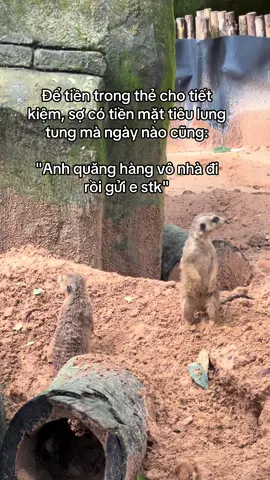 Nghèo nó hay vậy á #tamtrang #anh #fypシ #trending #banthan #xh #funny #tiktok #safari #GreenCreator #Vinpearl #VinpearlGolf #VinWonders #WonderSummer2025 #dulich 