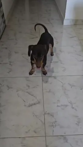 Mis pasos prohibidos 🎶🐾😜 #salchilovers #salchilover #perrosalchicha #salchichatiktoker #dashand #perrijos #amorperruno🐶 #peluditos🐶 #loveperros❤🐕 #gordobachicha #amoreterno♡ #baile #salsa #dansa 