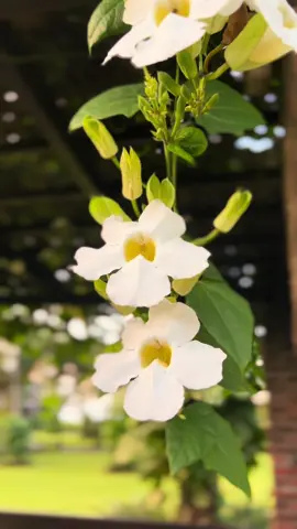 Cantik dan bikin ademm!! . Salah satu tanaman yang cocok untuk menambah keindahan taman.. Ada yg tau tanaman apa?? Tanaman satu ini tergolong tanaman yg mudah hidup dimana aja, selain mudah perawatanya tanaman ini bisa dibentuk menjalar sesuai keinginan👌🏻 Fyi tanaman ini ada dua variasi yaitu putih dan ungu, dua duanya cakep😍 . Ada yg sudah punya? Kalau belum bisa langsung order bibitnya hanya di @mulyosekar #tunbergia #mulyosekar #kebunku #fyp #flowers #kembang #tanamanhias #proyektaman #wisata #jualanonline #jualbunga #fy 