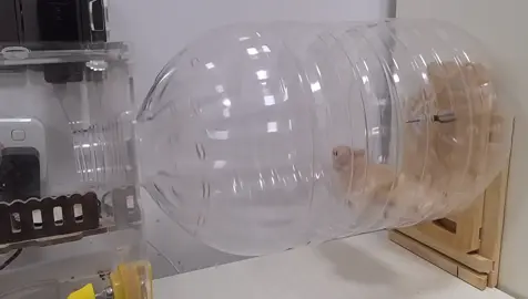 Nhà nghèo làm wheel kiểu #animals #tiktokgiaitri #hamsters #xuhuong 