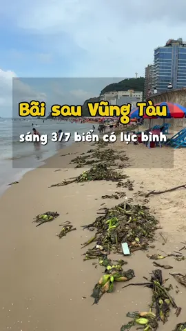 Bãi sau Vũng Tàu sáng 3/7 lục bình xuất hiện lại, trời nhiều mây #thuedovungtau #thuedovungtaureview #reviewthuedovungtau #anchoivungtau72 #thoitietvungtau 