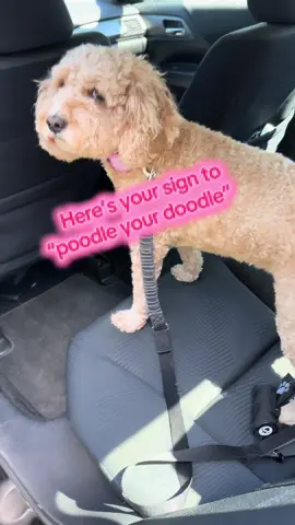 New hair cut, who dis? 🐩 #doodle #cavapoo #haircut #cleanface #dogsoftiktok #fyp 