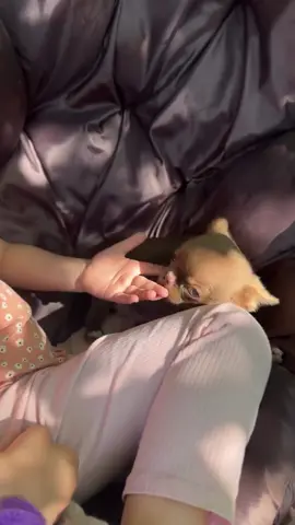 Paws crossed you'll fall in love! 🐶❤️#chihuahuapuppies33 #ChihuahuaPuppy #AdoptDontShop #puppylove #chihuahuapuppy #chihuahua #teacuppuppies #teacupchihuahua #chihuahuastiktok💗🐶 #chihuahuastiktok 