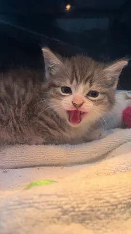 Hisses get kisses around here! #kittens #foster #catrescue 
