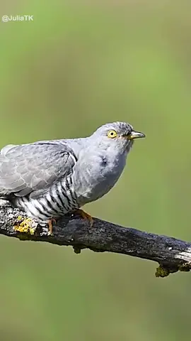 #xuhuong #xuhuongtiktok #tieng chim remix