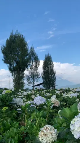 Seeecantik itu 🌸🫶🏻 #kebunbungahortensia #cangar #brakseng #hortensia #explorebatu #wisatabatu #batu24jam #xyzbca #fyp 