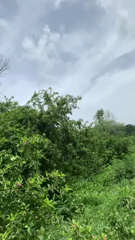 Lại móm 😂😂 #chaomaobaydau #chaomaomoi #chaomaomoivip #chaomaomoikinhte #