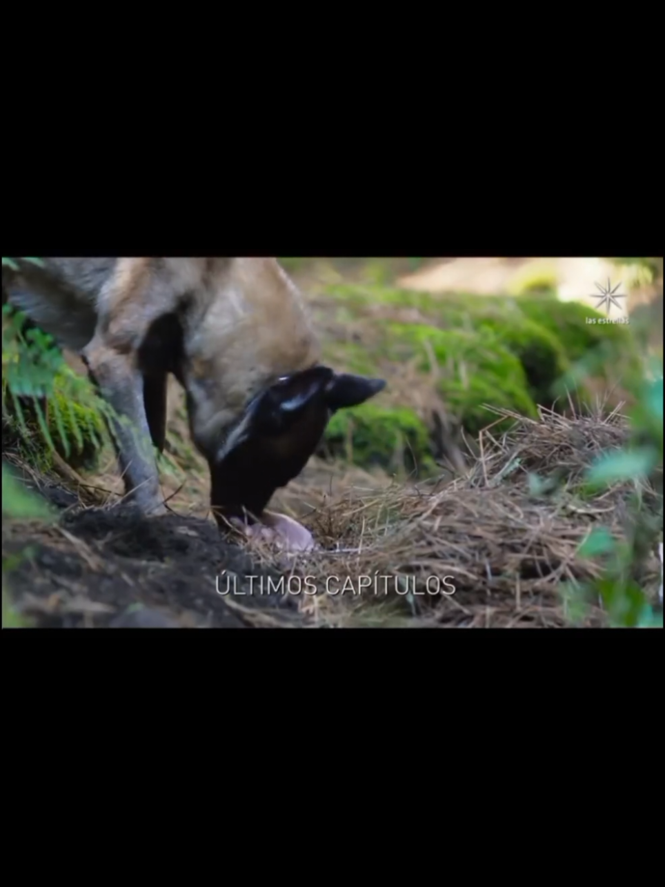 #JuegosDeAmorYPoder ❤️♟️ #ClaudiaMartín #ArapBethke #MayrínVillanueva #EduardoSantamarina #AlejandraBarros #AlejandroTommasi #OmarGermenos #RobertoMateos #PaolaToyos #SilviaPasquel #JuanSoler #GabyPlatas #JuanCarlosBarreto #ArlethTerán #JavoBenítez #JorgeLosa #CarlosSaid #LorenaGraniewicz #LambdaGarcía #ArianaSaavedra #EdwardCastillo #CinthiaAparicio #MauricioPimentel #RodolfoArias #PaulinaRuizMenéndez #AnaDeVilla #TristánMaze #VaneDeOlaguera #ValeriaFlorian #ErikDíaz #AdrianaWilliams #AlanSlim #OliviaDuflos #CarlosBardasano #ProducciónCarlosBardasano #LasEstrellas