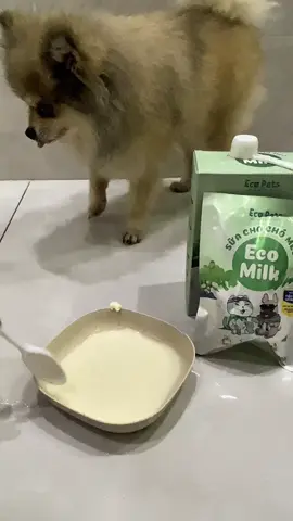mua 4 sữa tặng 1 sữa á? #petcare #nuôipet #suachomeo #ecopets #ecomilk 