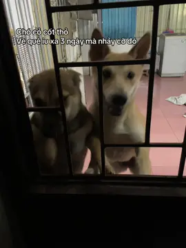 #pet #funnypet #dogsoftiktok 