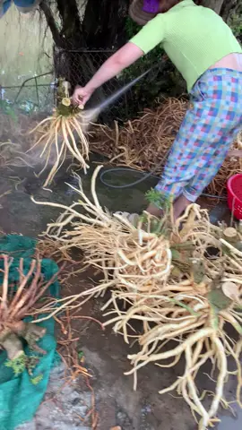 Xịt rửa đinh lăng để gửi cho khách. Đinh lăng- sâm của người việt. Rất tốt cho sức khoẻ các bác nên có 1b tửu đinh lăng trong nhà ạ. #tậpxaykenh#tapxaykenhtiktok #ruou 