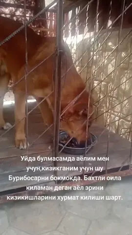 Бурибосарлар хакида купрок маълумотлар биздан,сизлардан лайк ва подписка ёддан чикмасин 