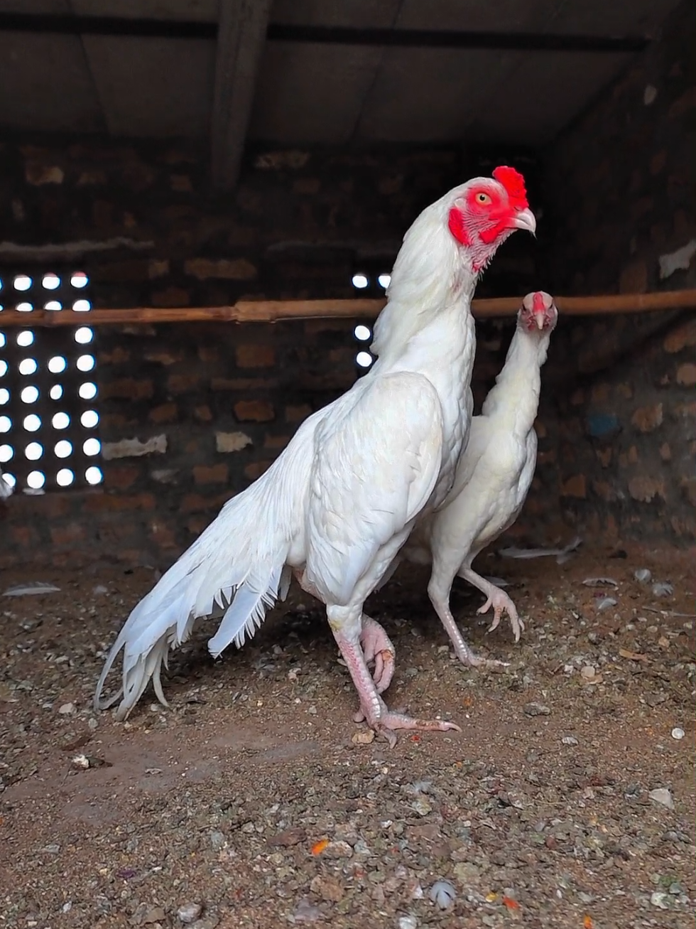 Heera Home breed #aseelmurga #aseellovers #shoq #heera #birds #animals #pets #malikadnanaseel #foryoupage #viral #tiktok 