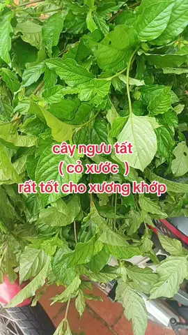 cỏ xước. rất tốt cho sức khỏe xương khớp 