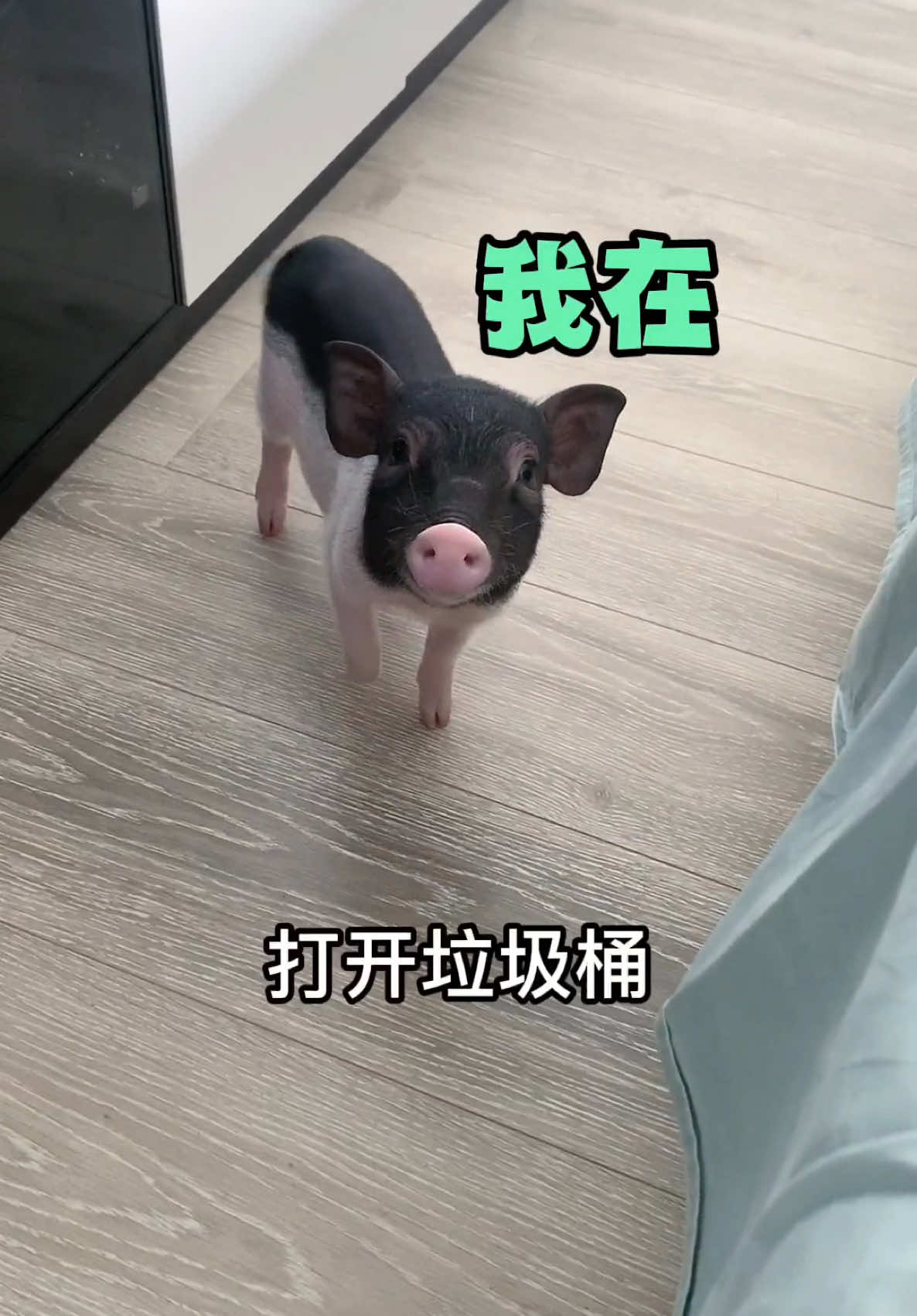 豬 🐷🐽🐷 的智商有多高 🥰🥰🥰 影片來源：@胖哥哥 #豬 #迷你麝香豬 #萌寵 
