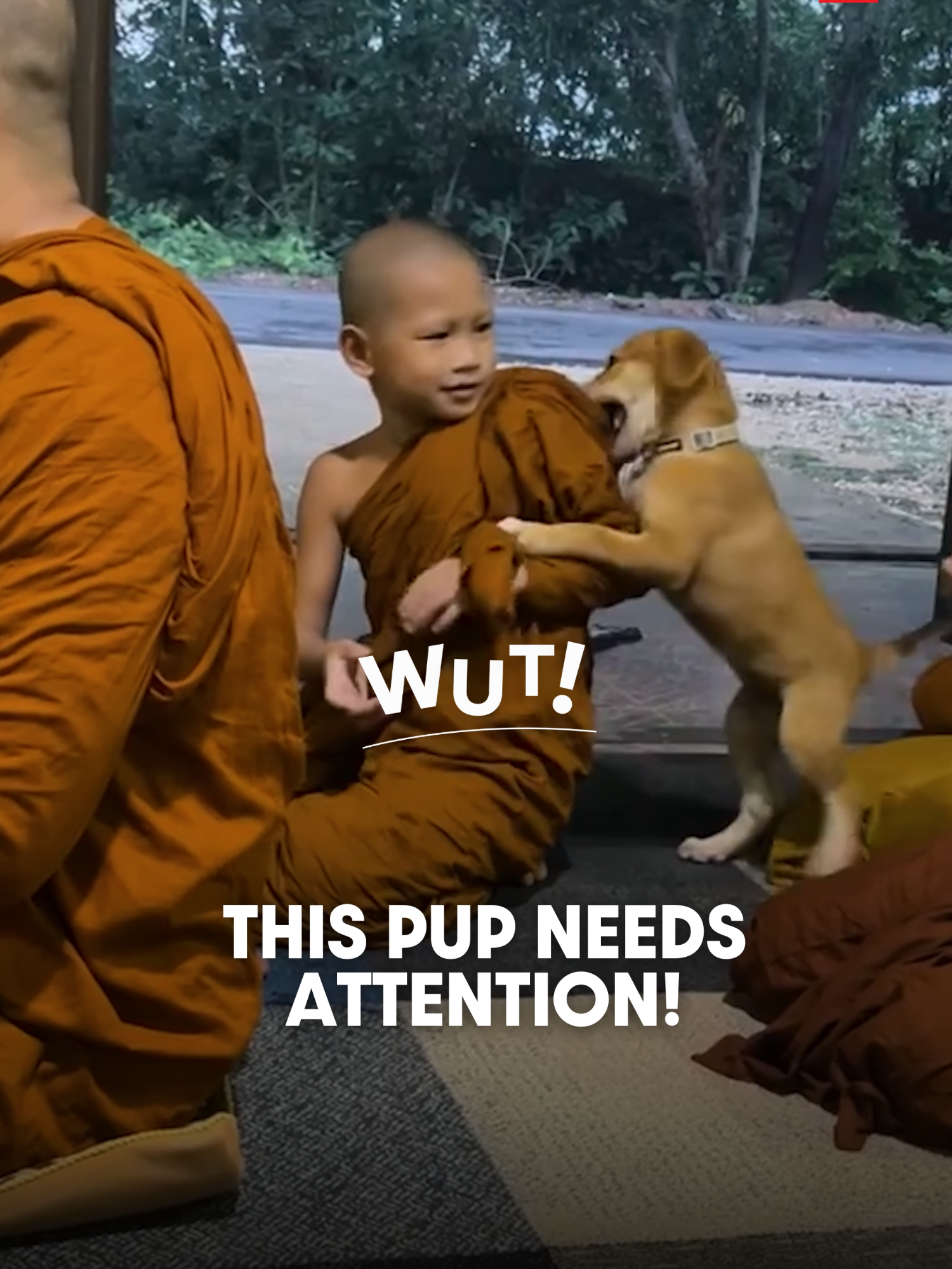 This adorable clip comes from the TikTok account ‘yung_va’, which captured a playful little dog sneaking into a temple hall during the evening chanting. When the pup tried to play with a monk, it was gently pushed away — but instead of giving up, it turned and found a novice monk (samanera) chanting nearby. The dog then excitedly leapt toward the novice, playfully interrupting his prayers, resulting in this heartwarming viral video. . After the clip was posted, it quickly went viral with countless netizens commenting on how cute it was. As always, Thai netizens didn’t miss the chance to crack a few jokes — many commented that maybe the little dog realised older monks were too tough to play with, so it decided to have fun with someone of its size 😆. . คลิปสุดน่ารักนี้มาจากแอคเคาท์ TikTok ‘yung_va’ ซึ่งได้ถ่ายวิดีโอของหมาน้อยตัวหนึ่งที่เข้ามาเล่นสนุกในศาลาวัดในขณะที่กำลังมีการทำวัตรเย็นกันอยู่ แต่เมื่อเจ้าหมาน้อยพยายามจะเล่นกับพระก็โดนผลักออกมา แต่มันก็ได้หันไปเจอเณรที่นั่งสวดมนต์อยู่ข้าง ๆ และได้พุ่งตัวเขาไปเล่นกับเณรที่กำลังตั้งใจสวดมนต์อยู่แทนจนกลายมาเป็นคลิปวิดีโอสุดน่ารักคลิปนี้นี่เอง  . หลังจากคลิปนี้เผยแพร่ออกไปก็กลายไปไวรัลและมีชาวเน็ตเข้ามาคอมเมนต์แสดงความเอ็นดูกันอย่างล้นหลาม และแน่นอนว่าชาวเน็ตไทยก็ไม่พลาดที่จะคอมเมนต์แซวว่าเข้าไปยุ่งกับพระรุ่นใหญ่อาจจะเกินกำลังของหมาน้อยไป ก็เลยเล่นกับเณรนี่แหละ จะได้เล่นกับรุ่นเดียวกันหน่อย 😆 . 📹 Video courtesy of TikTok ‘yung_va’ . Follow us for more news and updates in Thailand. #WUT #TSLTHWUT #NEWS #ViralVideo #FunnyVideo #Thailand