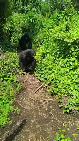 Close encounter with the mountain gorillas in their habitat For booking or inquiries  Email: info@kisembosimbauganda.com What’s app: +256773286136 www.kisembosimbauganda.com #askmeaboutuganda #visituganda #creatingmemories #travelphotography #bwindiimpenetrableforest #gorilla #dianafossey. #moun
