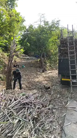 kuli tebu Nyeni bolo