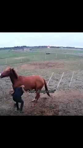 so beyond proud of us, and so much more improvements to come 🫶🏻🫶🏻#horsesoftiktok #foryoupage #horseacanbesaved #equestrian #thouroughbred #projecthorse 