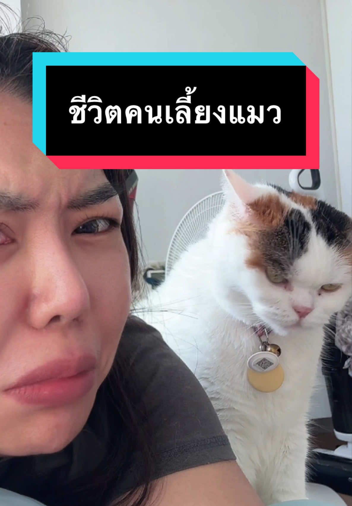 ไม่รู้ไปผ่านอะไรมาบ้าง 🥲 #มูมินแมวเหนียง #แมวน่ารัก #แมวอ้วน #สวนสัตว์tiktok #cat #catoftiktok 