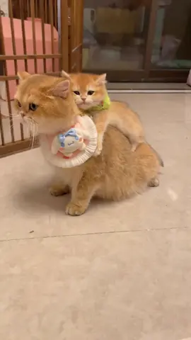 Mother cat's love for her kittens 🥰 #cat #cats #catsotiktok #cute #fypシ #fypシ゚ #funny #pet #fyp 