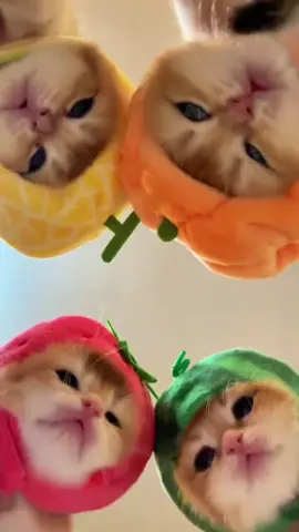 🎃&🍉&🍅&🍈 #cute#tik#foryou#fyp#tiktok 