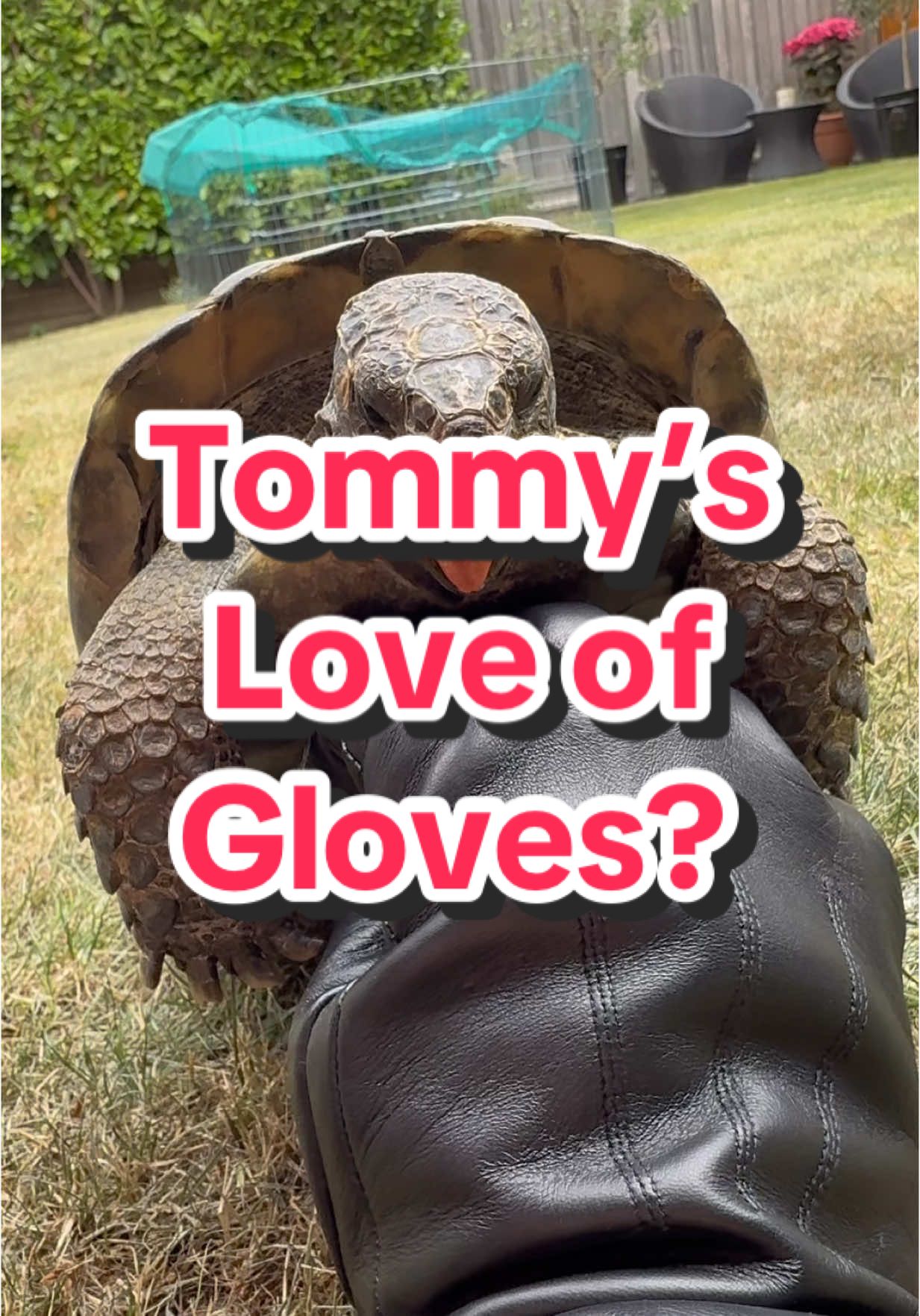Tommy’s love of gloves? #turtle #tortoise #tortuga #tartaruga #tortue #funny #animals #pets #divertido #gloves #black #noise #wild #reptile 