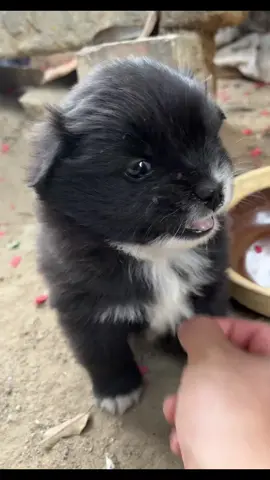Đứa cọc gặp đứa nhây #khoanhkhacdangyeu #dethuong #petcute #chó #đángyêu 