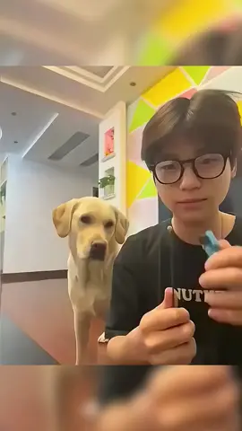 My dog was amazed by my magic trick#dog #dogso #tiktok #funny #funnyvideos #foryou #fypage #doglover 