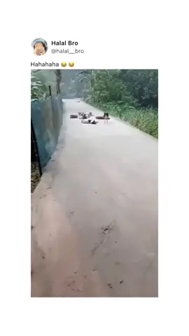 POV: You’re a hijabi just tryna walk in peace… but dogs appear and suddenly you’re reciting the Arabic alphabet like it’s a du’a 😂😂 Ya Allah protect meee 🐶🧕🏽 If this made you laugh, like, comment & share! Let’s make this and my other videos go VIRAL 💥❤️ #FYP #MuslimTikTok #HijabiStruggles #DogFearChronicles #FunnyMuslim #RelatableContent #ViralVideo #TikTokAlgorithm #ForYou #HalalLaughs #HijabiHumor #MuslimGirl #RamadanVibes #ArabicAlphabet #AllahProtectMe #ScaredButHoly #UKTikTok #LondonVibes #ModestQueen #FaithAndFear #DogsEverywhere 